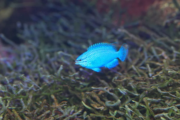 Sapphire Devil Fish (Chrysiptera cyanea) em Japão — Fotografia de Stock