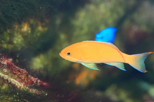 Fiamma abbastanza bassle o antitias Redfin (Pseudanthias dispar ) — Foto Stock