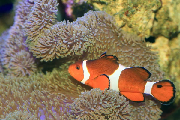 Ocellaris clownfisch oder gemeiner clownfisch oder falscher percula clownfisch (amphiprion ocellaris) in japan — Stockfoto