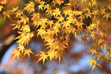 Japonya'da renkli sonbahar yaprakları