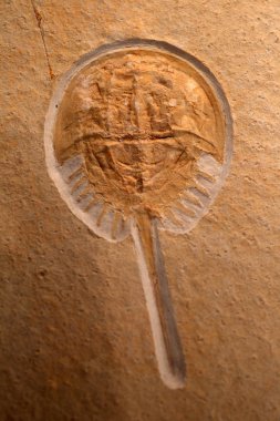 Fossil of horseshoe crab in Japan clipart