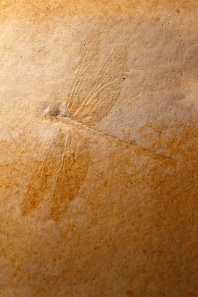 Fossiel van insect in japan