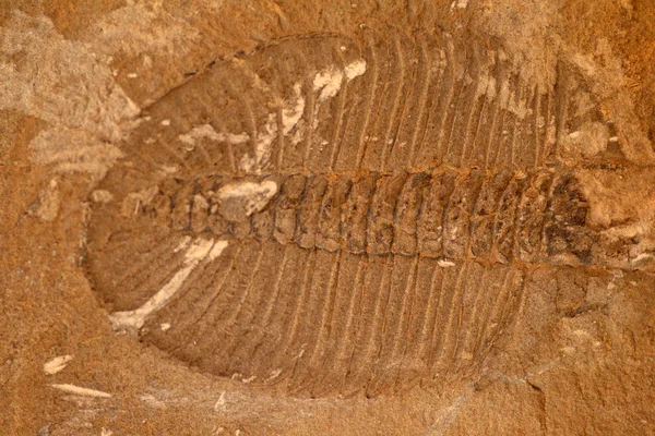三葉虫の化石 — ストック写真