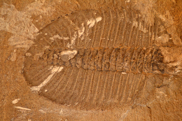 Ископаемые трилобиты
