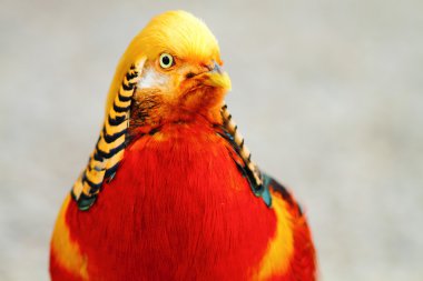 Çin'de altın sülün (chrysolophus pictus)