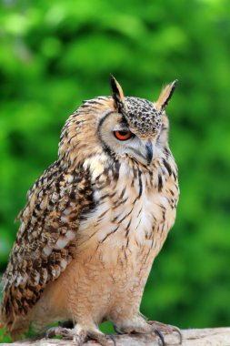 Hint kartal baykuş (bubo bengalensis)