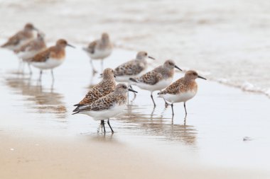 sanderling (calidris alba), Japonya