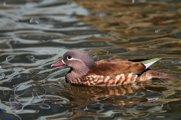 Mandarin duck female in Japan — Stock Photo, Image