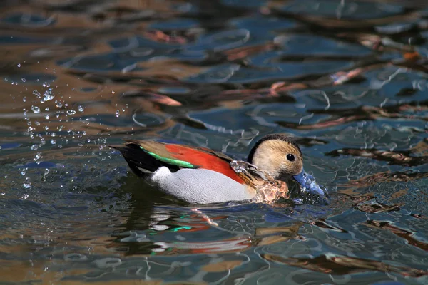 Ringed Teal - Callonetta leucophrys Male duck — Stock Photo, Image