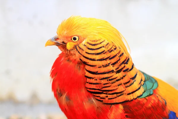 Bażant złocisty (chrysolophus pictus) w Chinach — Zdjęcie stockowe