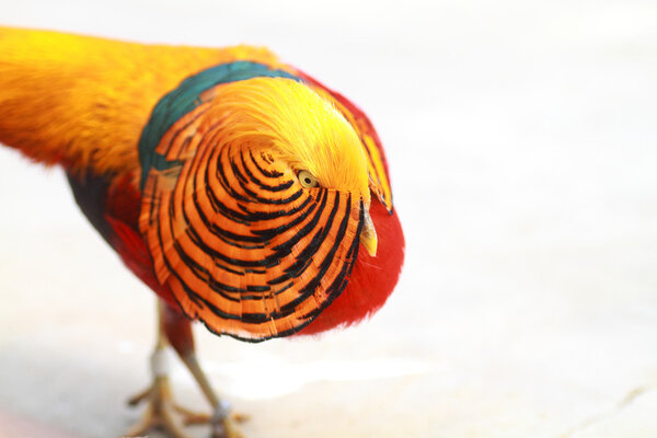 Golden Pheasant (Chrysolophus pictus) in China