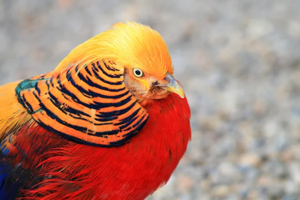 Faisão dourado (Chrysolophus pictus) na China — Fotografia de Stock