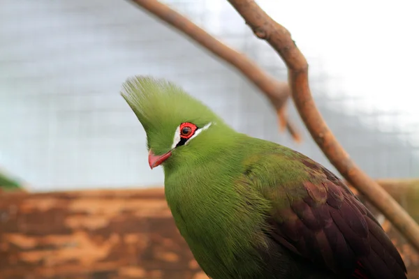 Zelené turaco (tauraco persa) — Stock fotografie