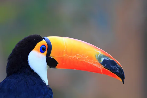 Toco Tukan (ramphastos toco) — Stock fotografie