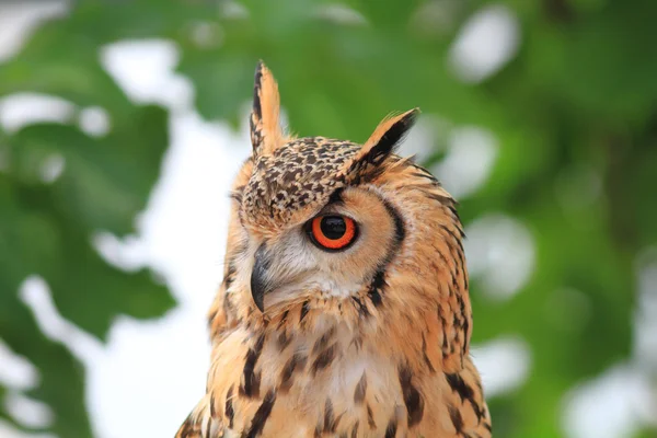 Gufo reale indiano (Bubo bengalensis ) — Foto Stock