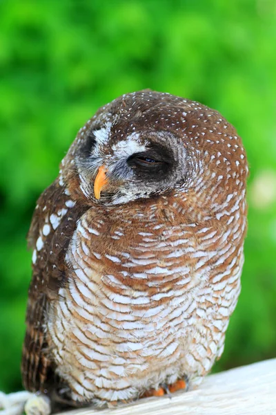 Gufo di legno africano (Strix woodfordii ) — Foto Stock