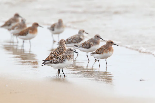 Sanderling (Calidris alba) en Japón — Foto de Stock