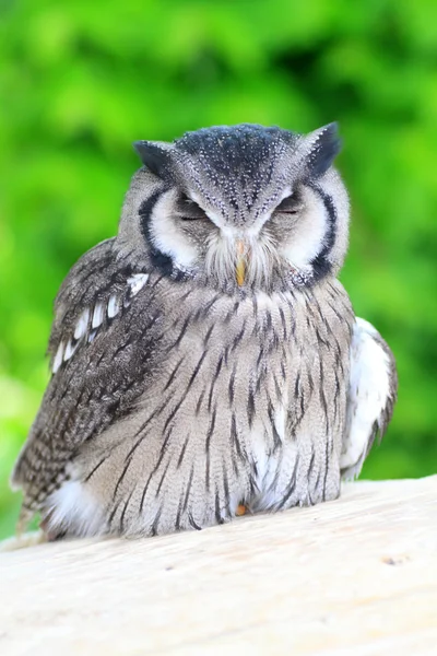 Южнобелолицый Scops Owl (Ptilopsis granti) ) — стоковое фото