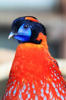 Temminck's tragopan (tragopan temmincki) erkek