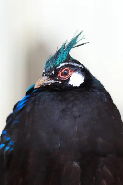 Palawan Peacock Pheasant (Polyplectron Napoleonis) male — стоковое фото