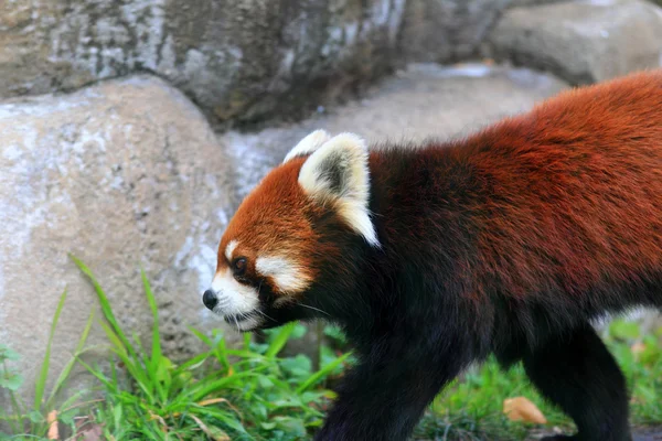 Panda roșie (Ailurus fulgens ) — Fotografie, imagine de stoc