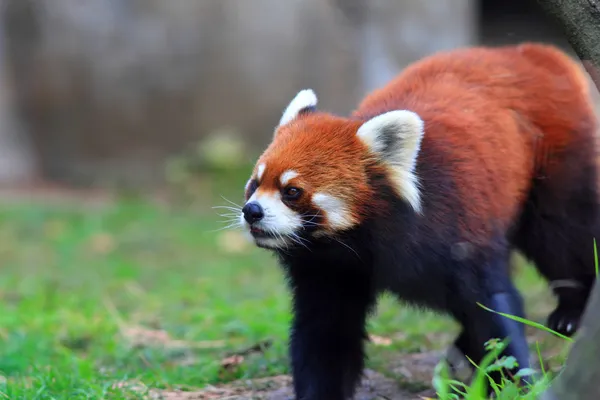 De rode panda (ailurus fulgens) — Stockfoto