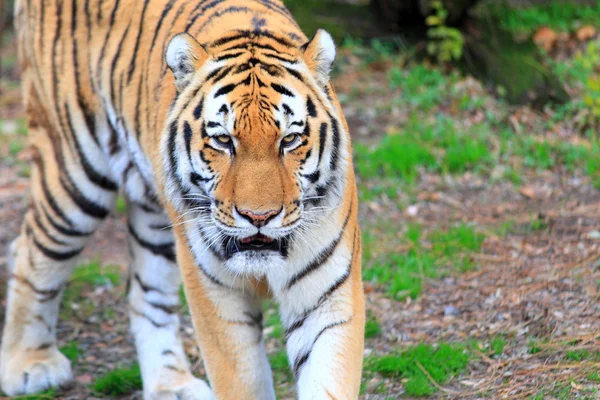 Tigre de Bengala (Panthera tigris ) — Foto de Stock