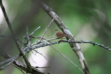Asya stubtail (urosphena squameiceps) hokkaido, Japonya