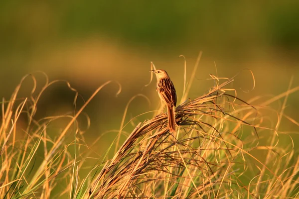 在吕宋岛，菲律宾在清晨纹的 grassbird (megalurus 单胞菌） 唱歌 — 图库照片