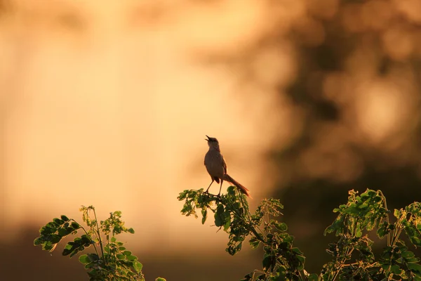 Locustella onder (Sprinkhaanzanger palustris) zingen bij vroege ochtend in luzon, Filipijnen — Stockfoto