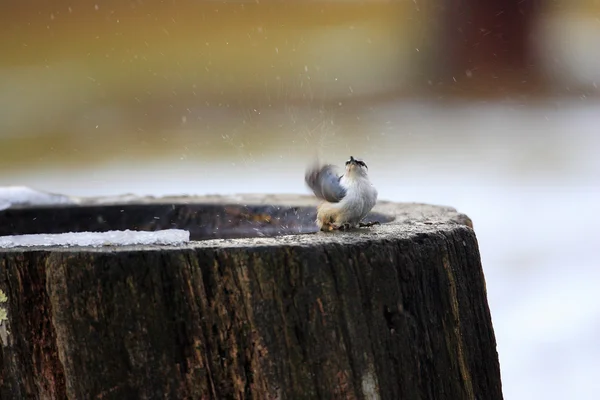 Eurasian Nuthatch (Sitta europaea) in Hokkaido ,Japan — Stock Photo, Image