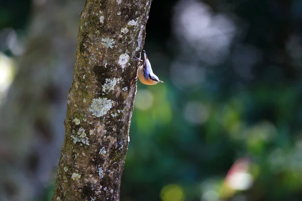 Boomklever (sitta europaea) in taiwan — Stockfoto