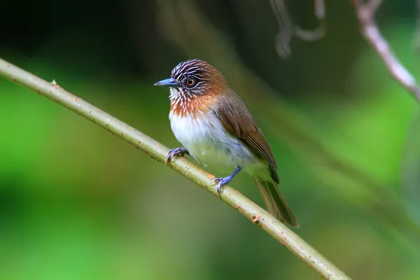 Karłowaty gaduła (stachyris plateni) na wyspie mindanao, Filipiny — Zdjęcie stockowe