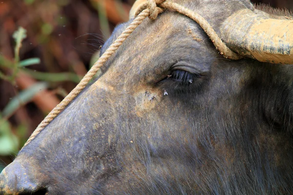Water buffalo (Bubalus arnee) in Philippines — Stock Photo, Image