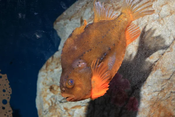 Lumpfish (Cyclopterus lumpus) — Stok fotoğraf