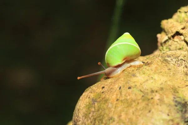 斯里兰卡绿色蜗牛 (beddomea albizonatus) 的 sinharaja 森林保护区，斯里兰卡 — 图库照片