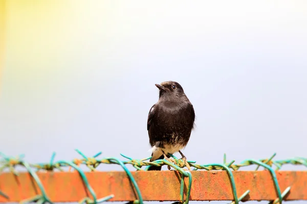 Svartvit bushchat (saxicola caprata) manliga i sri lanka — Stockfoto