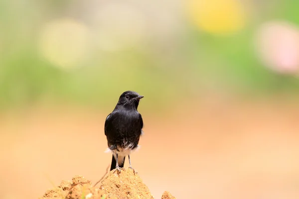 Pied Bushchat (Saxicola caprata) mâle au Sri lanka — Photo