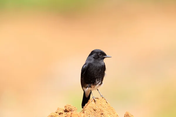 얼룩 덜 룩된 bushchat (saxicola caprata) 스리랑카에서 남성 — 스톡 사진