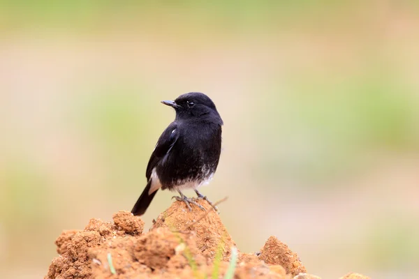 Pied Bushchat (Saxicola caprata) macho en Sri lanka —  Fotos de Stock