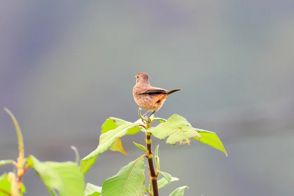 备用公寓的 bushchat (黄连 caprata atratus） 在斯里兰卡女性 — 图库照片