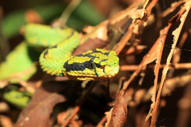 Yeşil çukur engerek (beyaz albolabris) sri Lanka