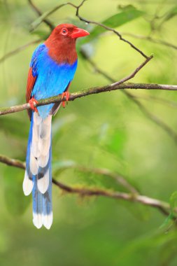 Sri lanka ya da sri Lanka Seylan mavi Saksağan (urocissa ornata)
