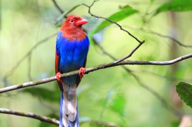 Sri lanka ya da sri Lanka Seylan mavi Saksağan (urocissa ornata)