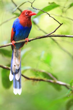 Sri lanka ya da sri Lanka Seylan mavi Saksağan (urocissa ornata)