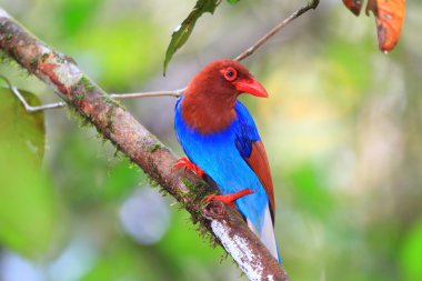 Sri lanka ya da sri Lanka Seylan mavi Saksağan (urocissa ornata)