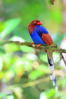 Sri lanka ya da sri Lanka Seylan mavi Saksağan (urocissa ornata)