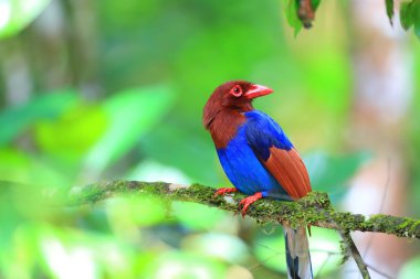 Sri lanka ya da sri Lanka Seylan mavi Saksağan (urocissa ornata)