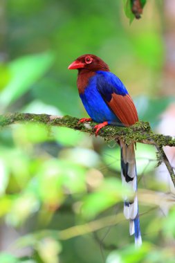 Sri lanka ya da sri Lanka Seylan mavi Saksağan (urocissa ornata)