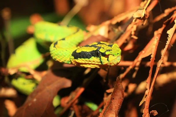 Viper pit verde (Trimeresurus albolabris) em Sri Lanka — Fotografia de Stock